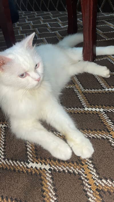 Persian cat