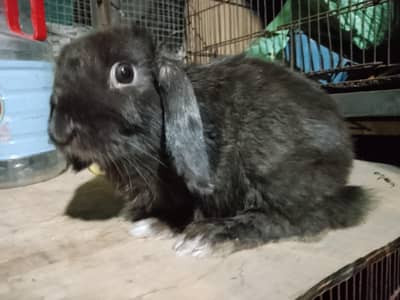 angora male*flamish bunnys*Holland lop male *taddy bear