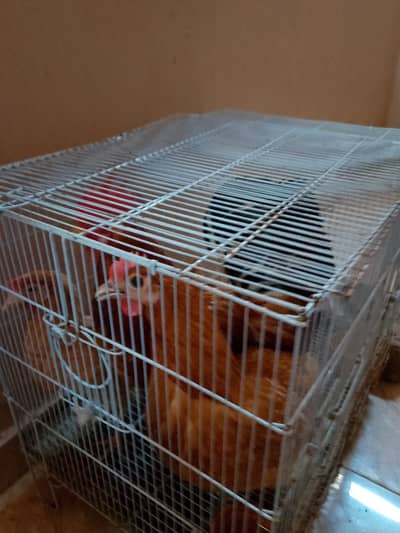 2 hen 1 murga