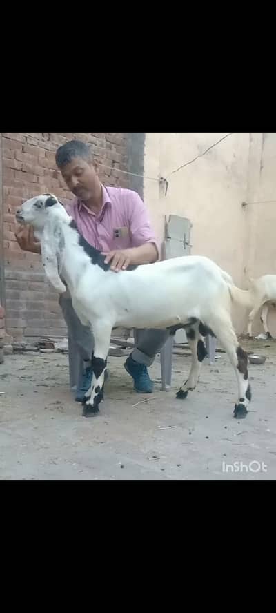 Bakra supreme Quality
