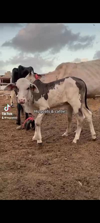 cow with abluck male