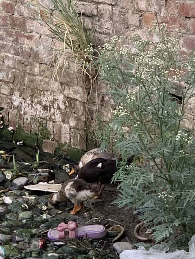 2 mail duck 1 femal
