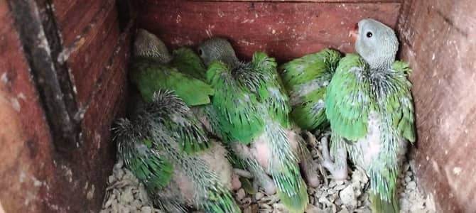 Ringneck Chicks & Eno Red Eye Cocktail