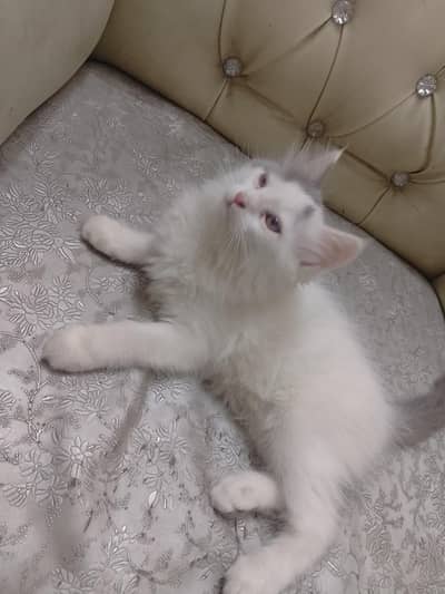 Russian pure white kitten