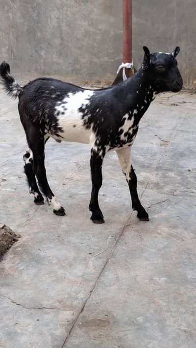 teddy goats| desi bakra|goat baby | bakra