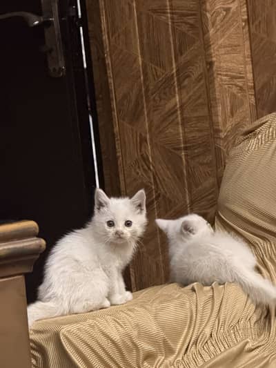 Pure White Persian Kittens