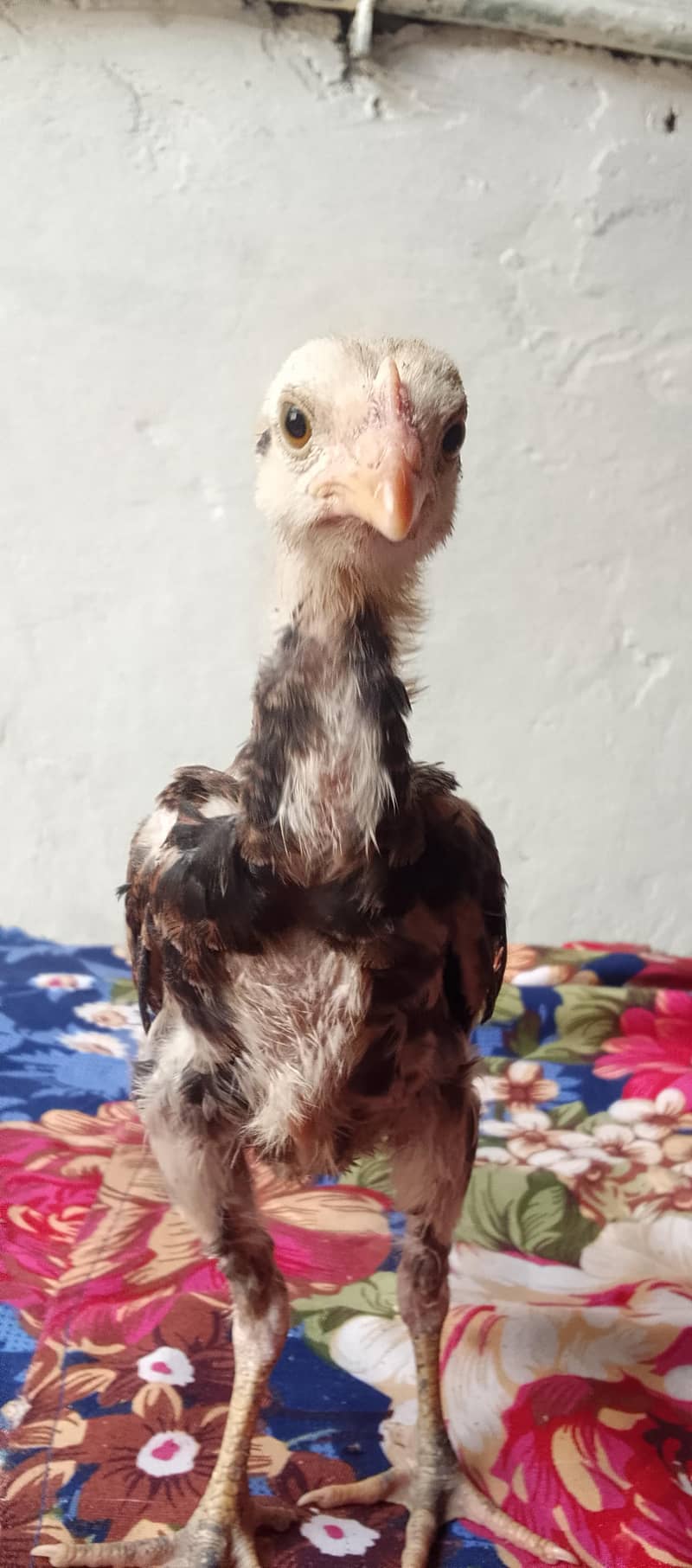 Aseel chicks 9