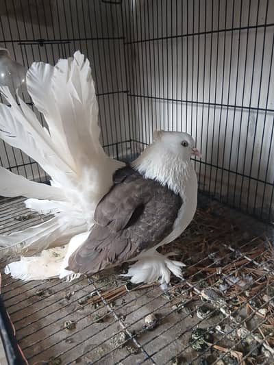 Amercian Grey saddle  Breeder Male
