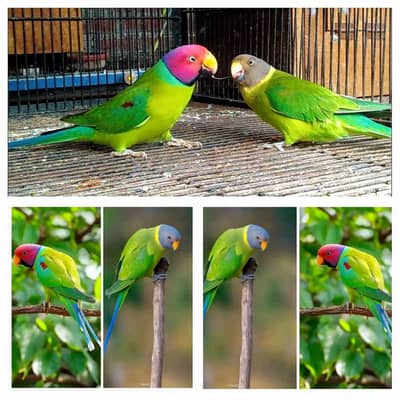 Plum Head Pair For Sale