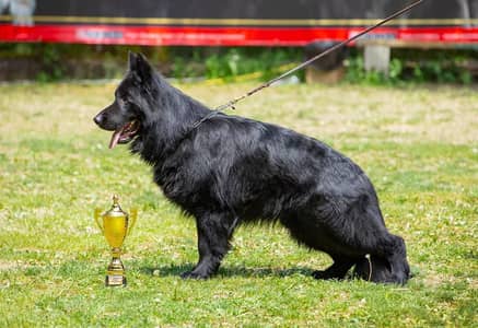 Black german shepherd male stud