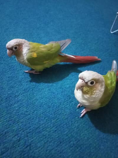 Apple Conure Pair - Hand Tamed - Trained - Playful