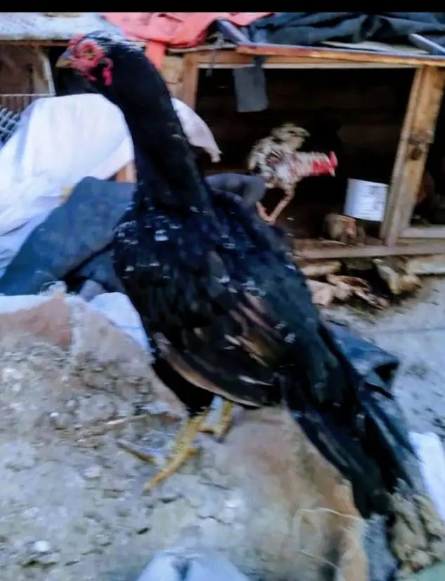 All set upp 4 male 8 female  2 black  two white hen 6 male &chick's — photo 9