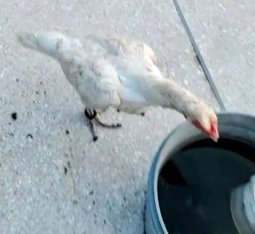 All set upp 4 male 8 female  2 black  two white hen 6 male &chick's — photo 10