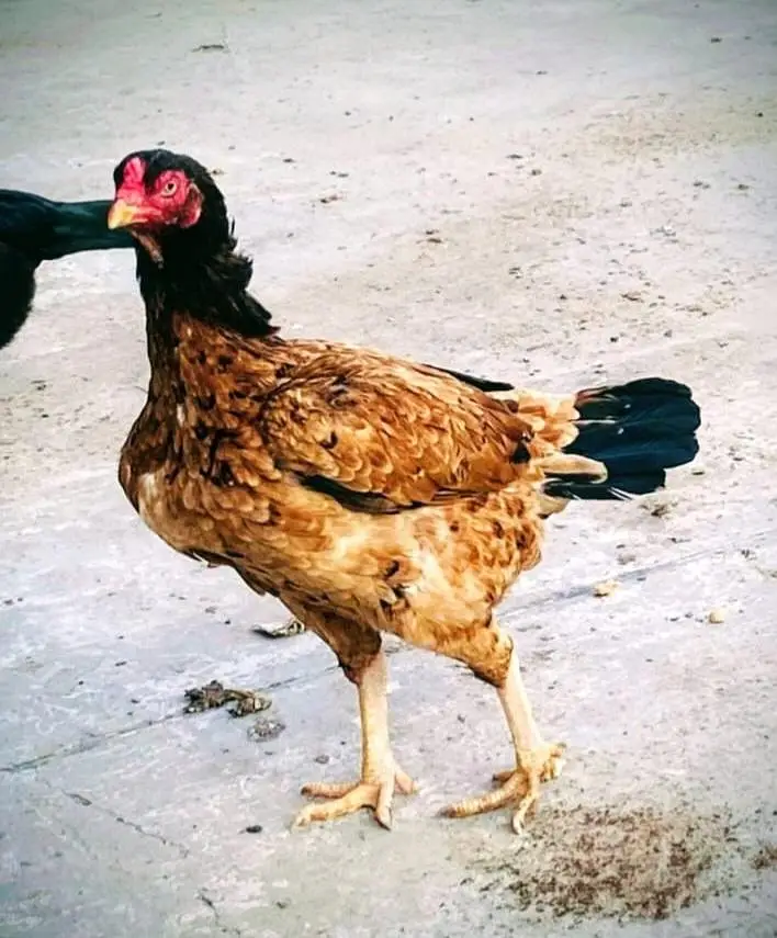 All set upp 4 male 8 female  2 black  two white hen 6 male &chick's — photo 11