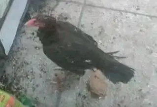 All set upp 4 male 8 female  2 black  two white hen 6 male &chick's — photo 12