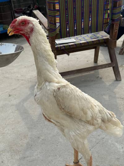 white shamo