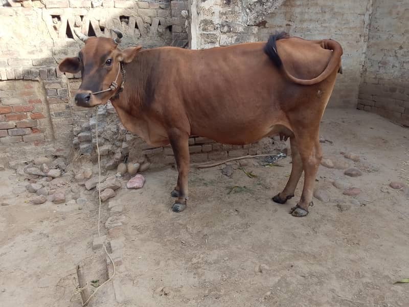 جرسی نسل کی گے 1