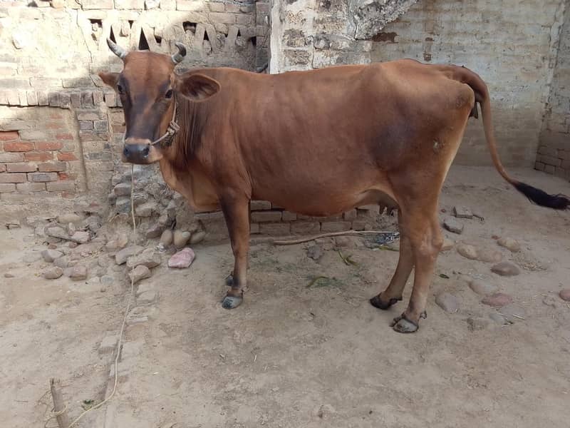 جرسی نسل کی گے 2
