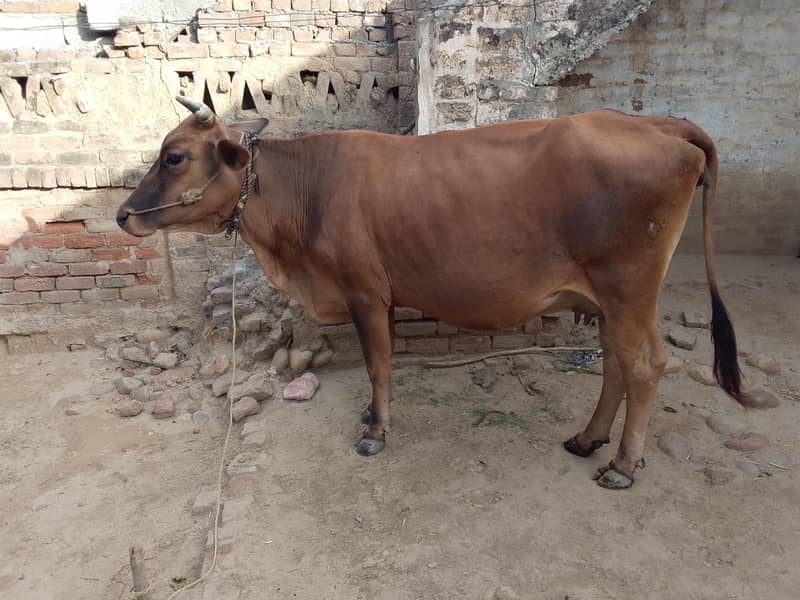 جرسی نسل کی گے 3