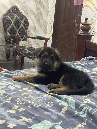 German shepherd female non pedigree for sale