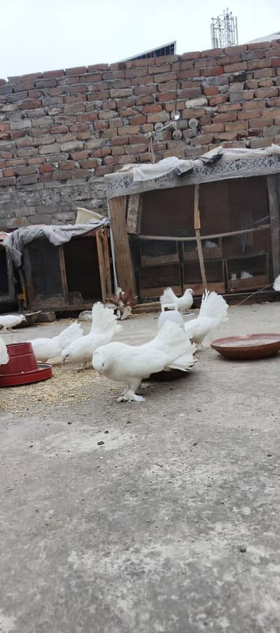 Laka fancy birds for sale all white colour urgent sale