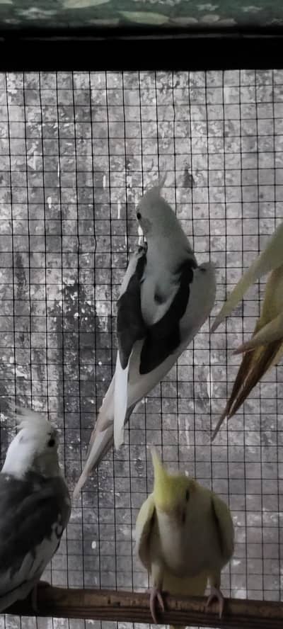 cockatiel