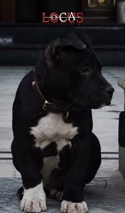 American Bully