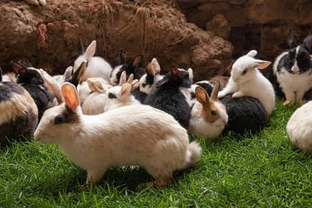 rabbits