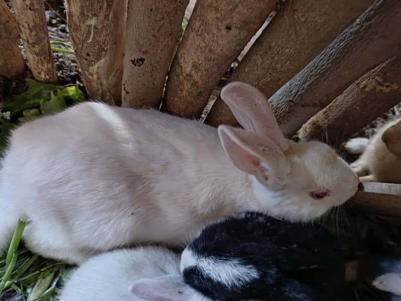 rabbits 3
