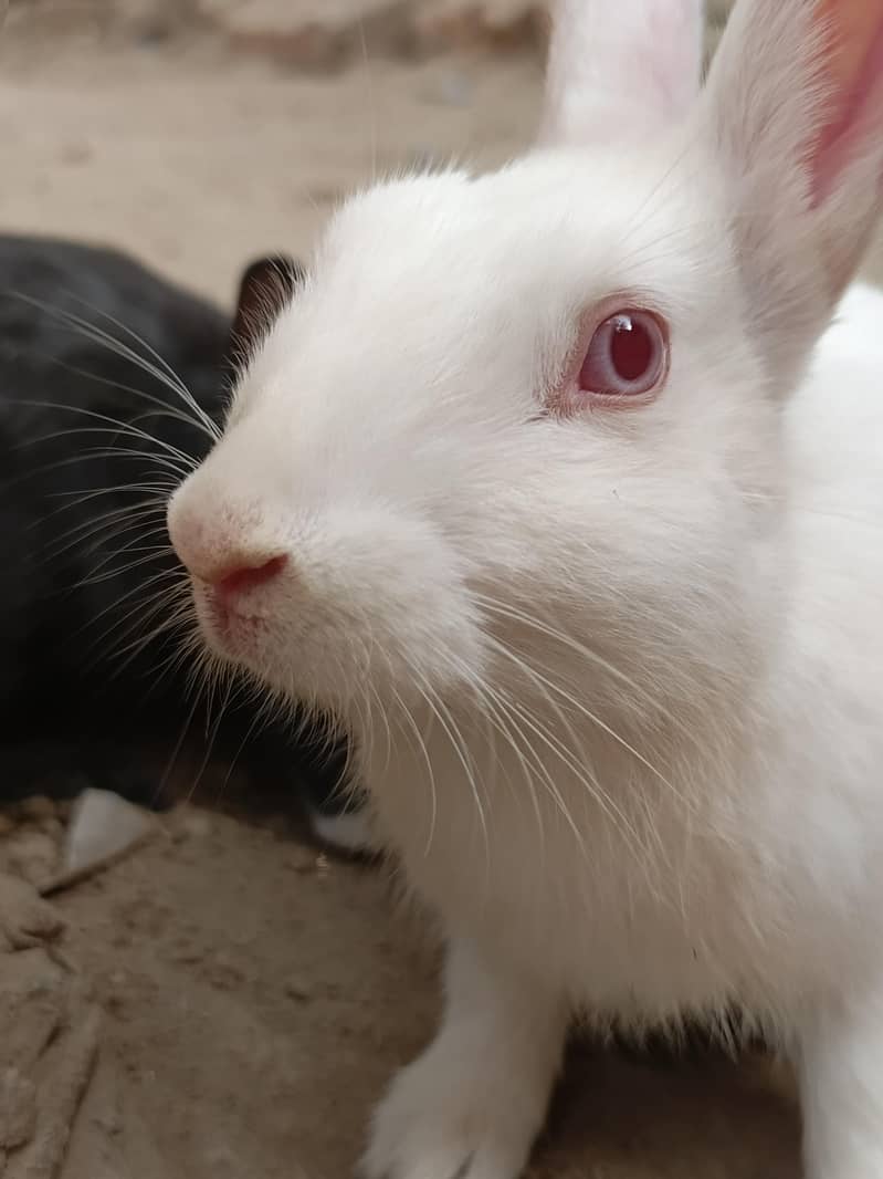 rabbits 4