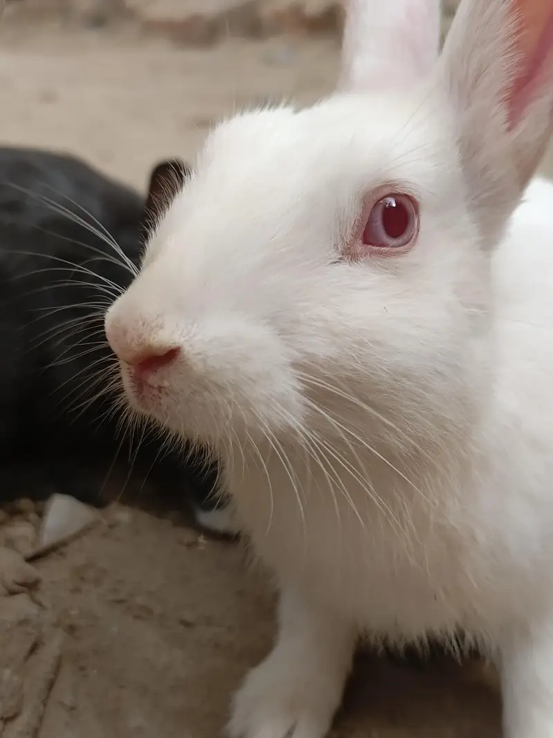 rabbits — photo 2