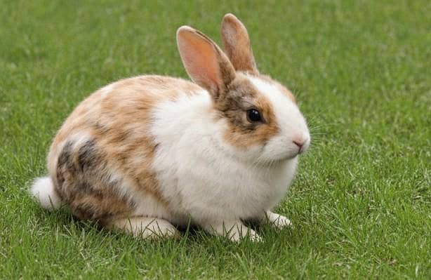 rabbits 5