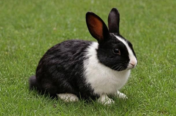 rabbits 6
