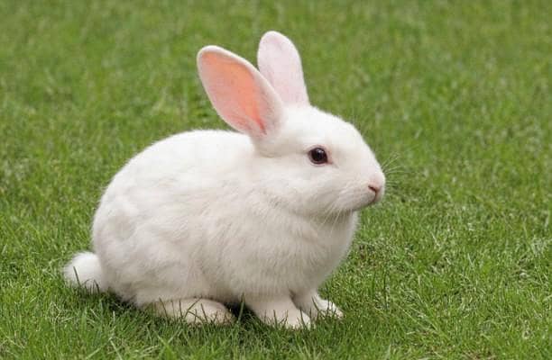 rabbits 7