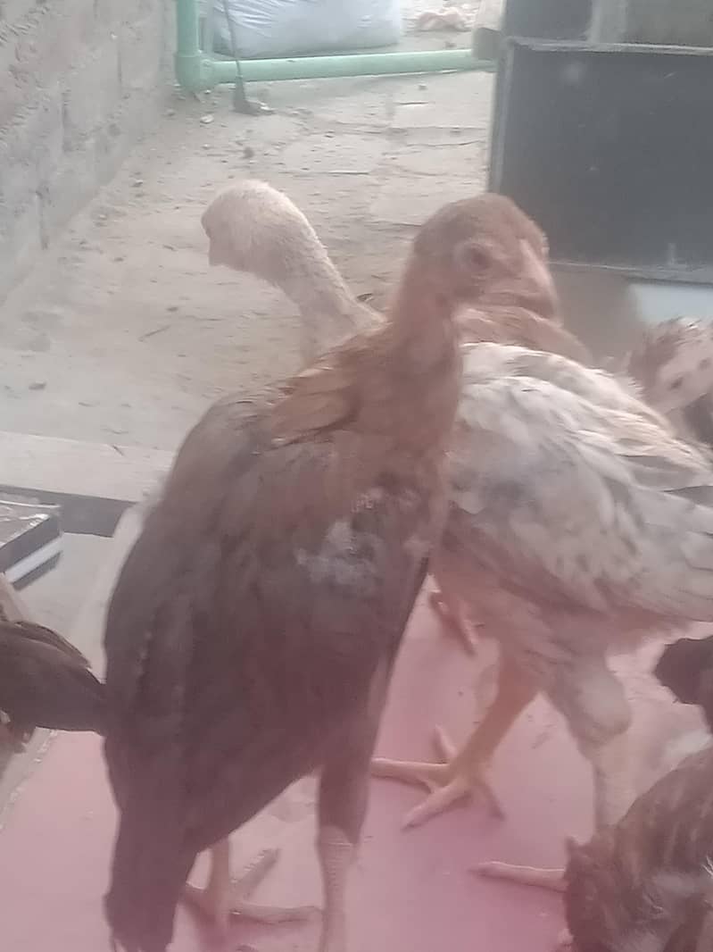 Sindhi aseel 3