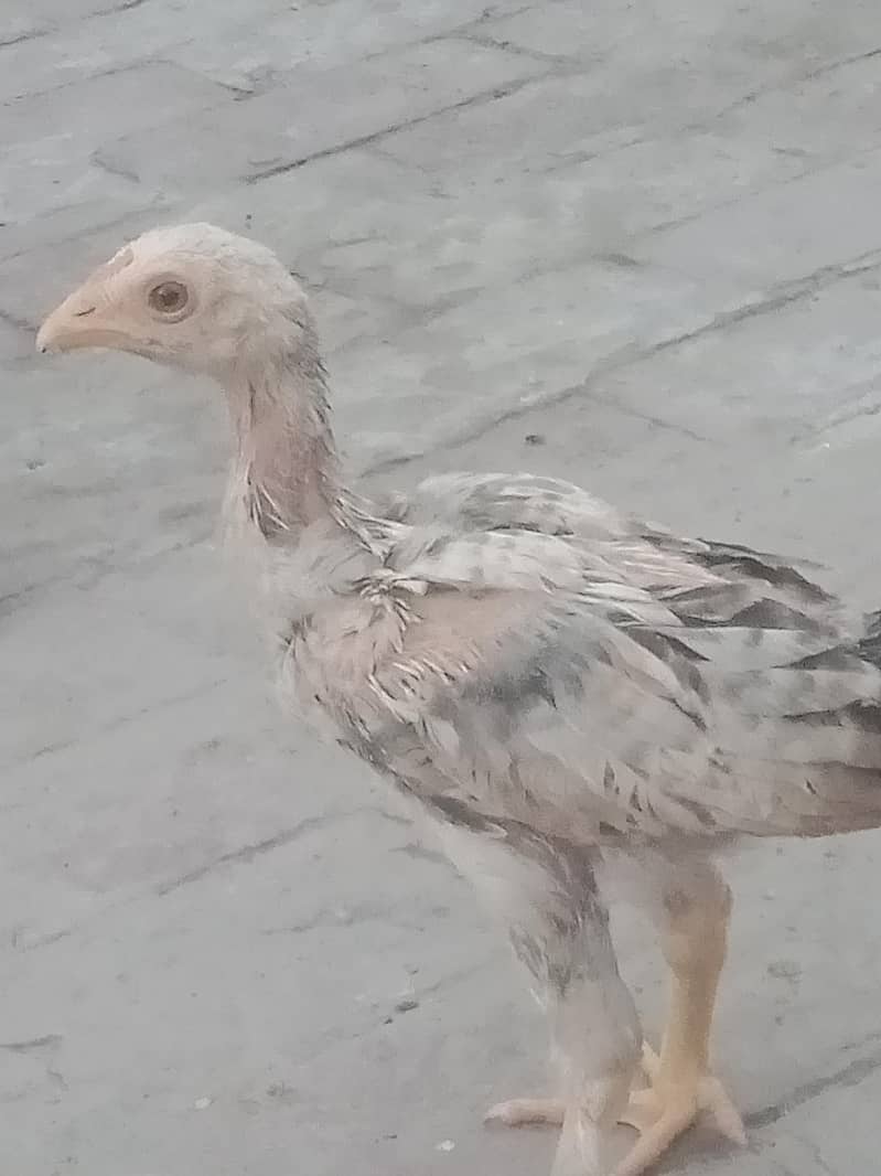 Sindhi aseel 4