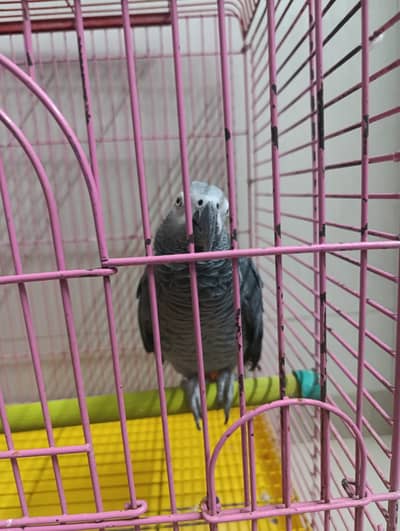 Grey parrot