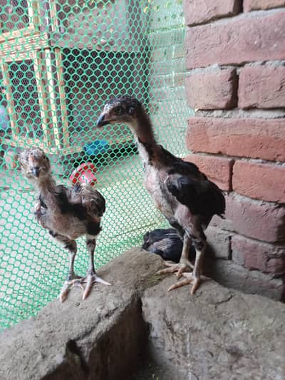 Beautiful breeder Female or chicks available he.