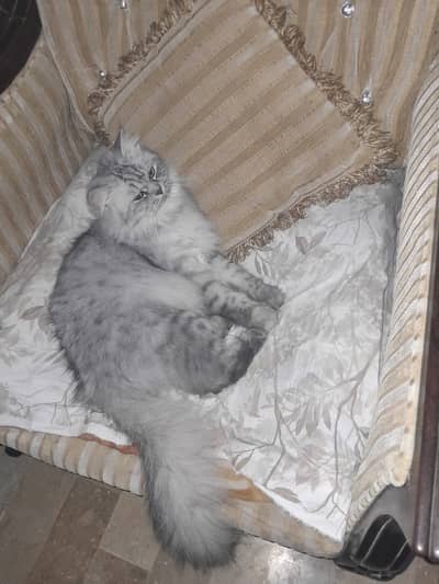 Persian cat