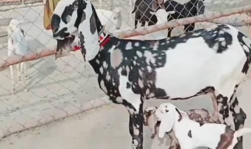 2 butcher vali shera print bakri for sale. 03207353028