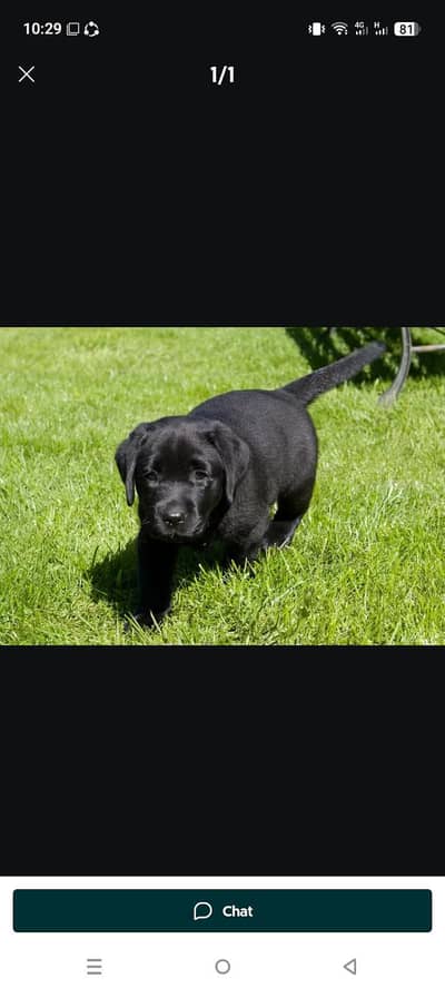 LABRADOR PUPPIES FOR SALE