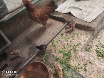 Desi murgi with 4 chicks