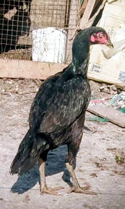 hens and rostet for sale