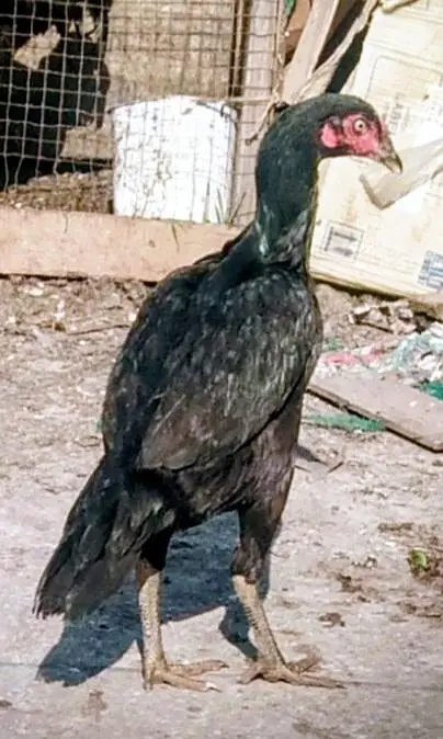 hens 3500 and roster  Murghay  4to 5000 per onefor sale