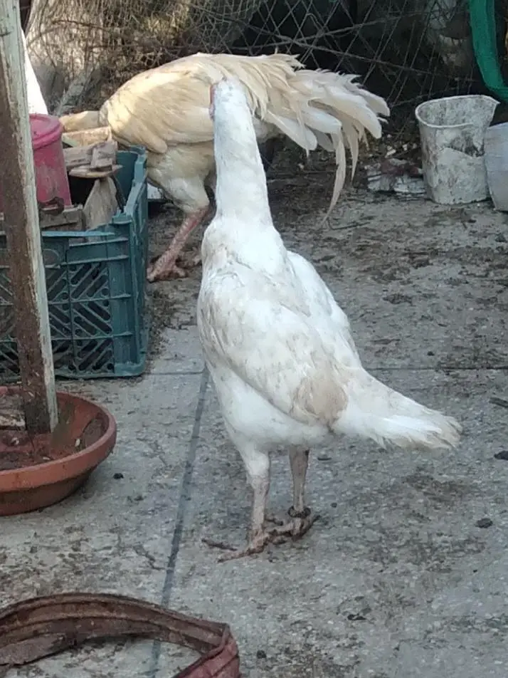 hens 3500 and roster  Murghay  4to 5000 per onefor sale — photo 2