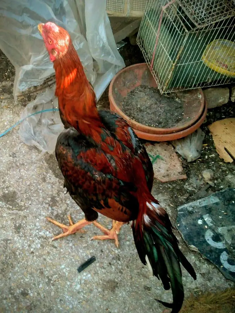 hens 3500 and roster  Murghay  4to 5000 per onefor sale — photo 5
