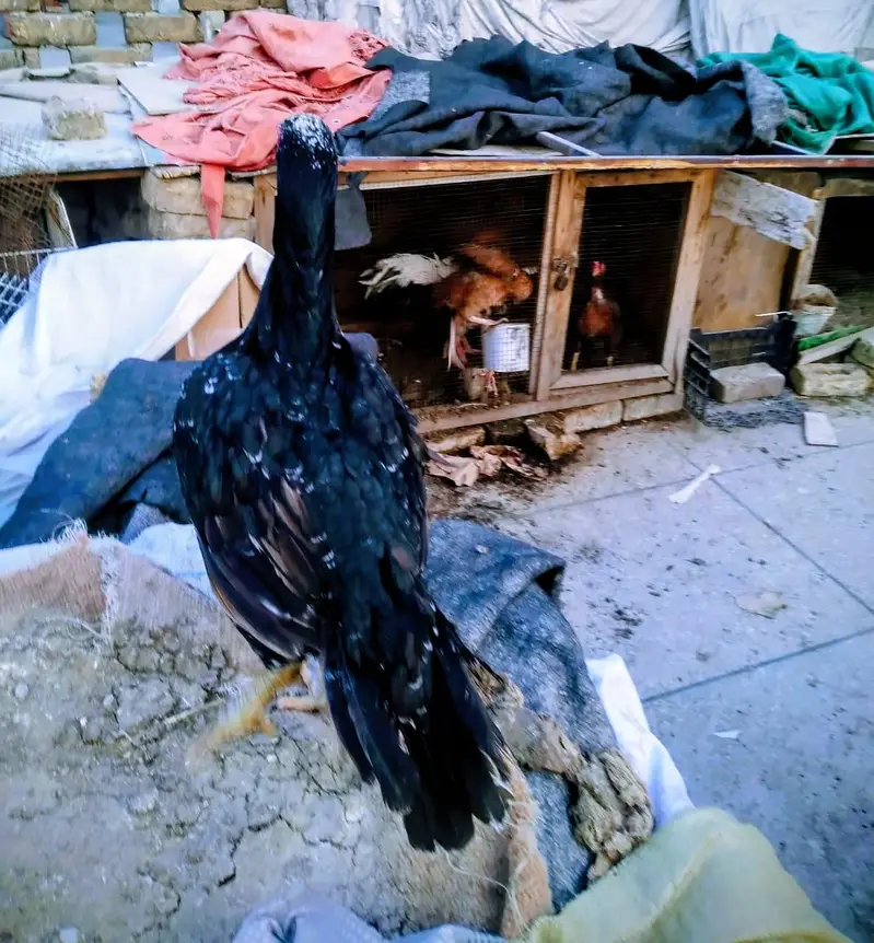 hens 3500 and roster  Murghay  4to 5000 per onefor sale — photo 6