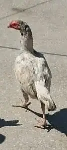 hens 3500 and roster  Murghay  4to 5000 per onefor sale — photo 7
