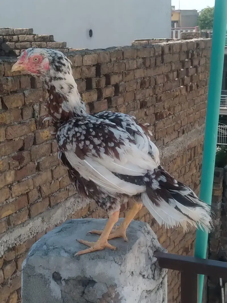 hens 3500 and roster  Murghay  4to 5000 per onefor sale — photo 8