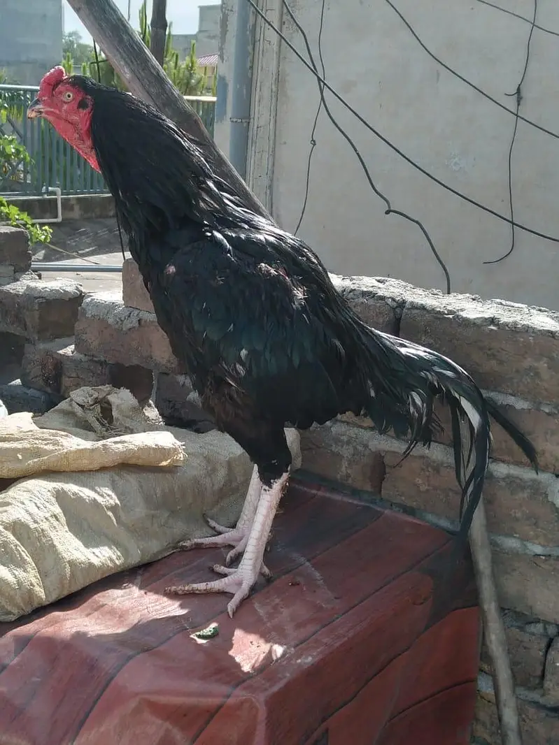 hens 3500 and roster  Murghay  4to 5000 per onefor sale — photo 10